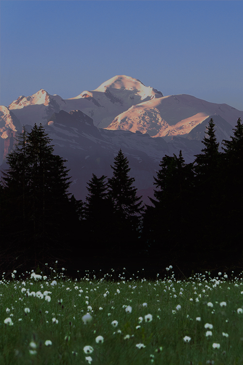 Mont Blanc Flowers Foreground